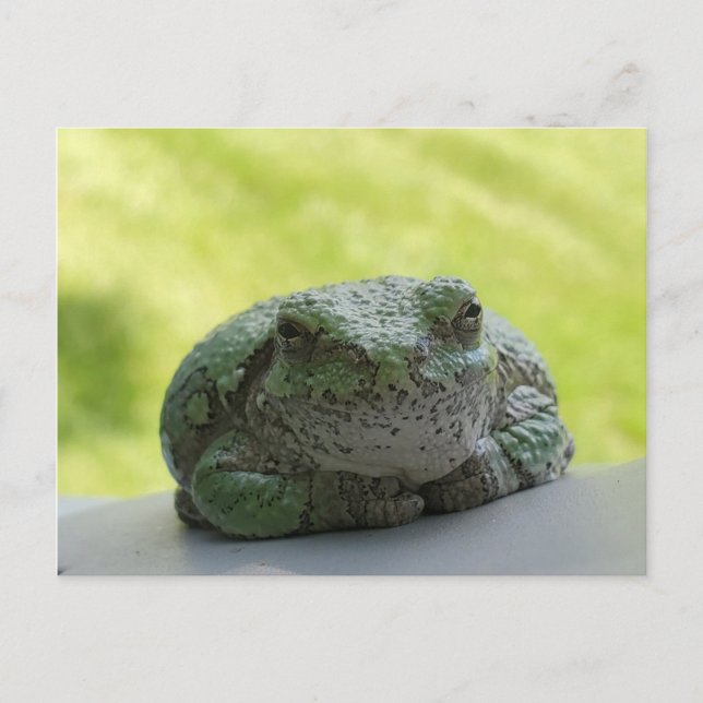 Tree frog postcard (Front)
