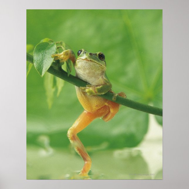 Tree Frog Poster (Front)