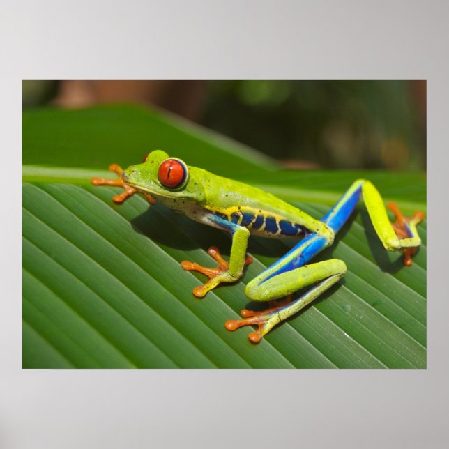 Tree-frog Poster (Front)