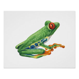 Tree frog poster