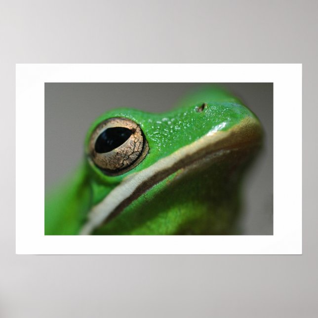 Tree Frog Poster (Front)