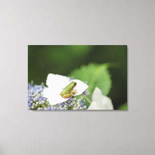 Tree Frog Sitting on a Hydrangea, Hyogo Canvas Print