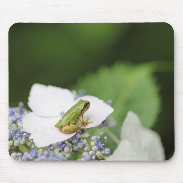 Tree Frog Sitting on a Hydrangea, Hyogo Mouse Mat (Front)