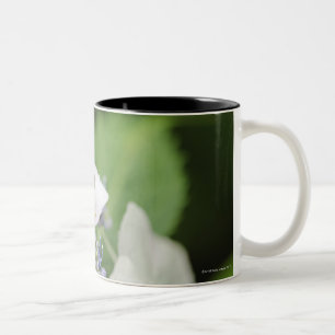 Tree Frog Sitting on a Hydrangea, Hyogo Two-Tone Coffee Mug