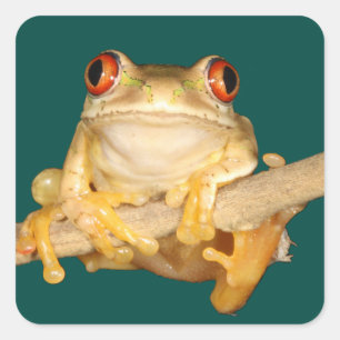 Tree Frog Square Sticker