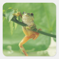 Tree Frog