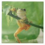 Tree Frog Tile<br><div class="desc">Animals->Frog</div>