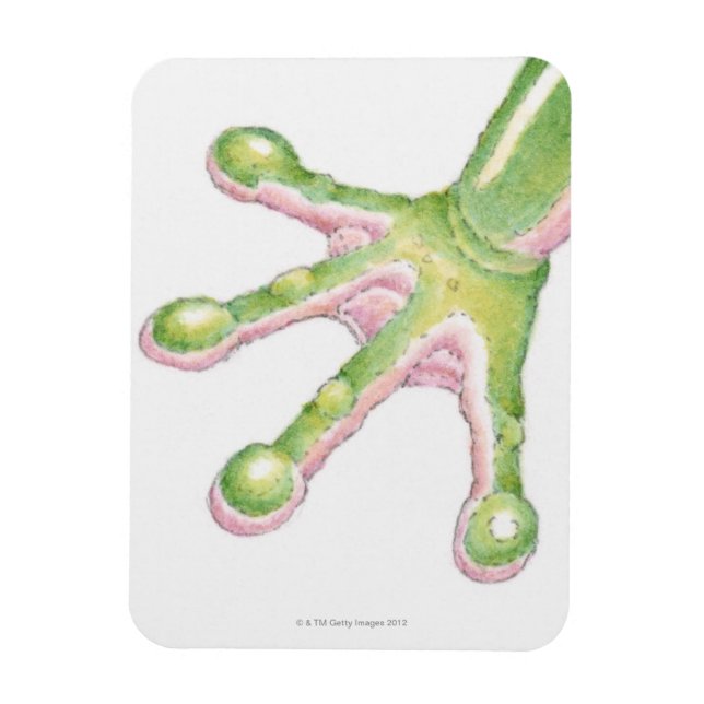 Tree Frog Toes Magnet (Vertical)