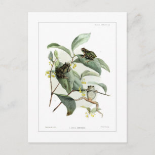Tree frogs postcard
