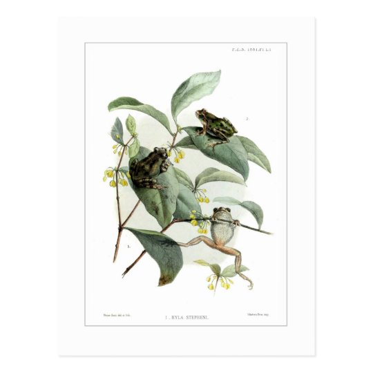 Tree frogs postcard