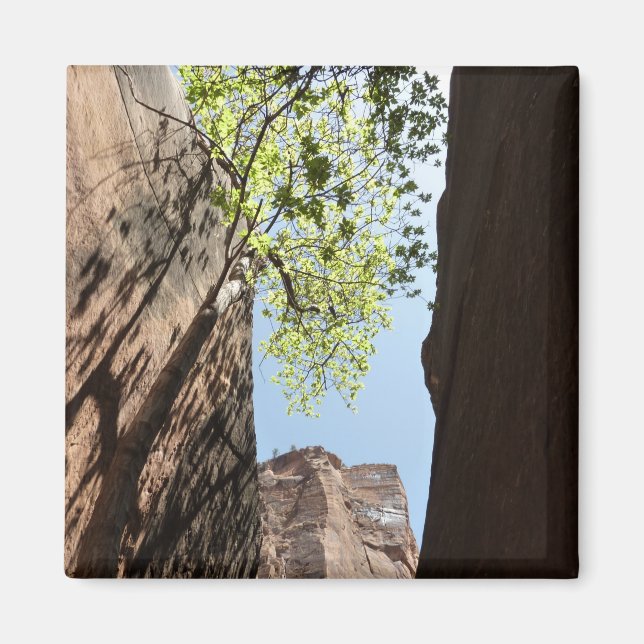 Tree Growing Between Rocks at Zion National Park Magnet (Front)
