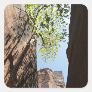 Tree Growing Between Rocks at Zion National Park Square Sticker