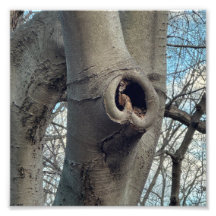 Tree Heart