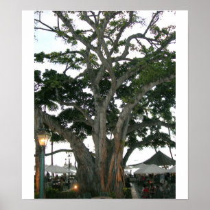 Tree Honolulu, Hawaii Waikiki beach Poster