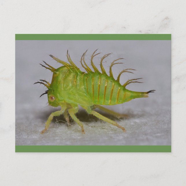 Tree hopper nymph postcard (Front)