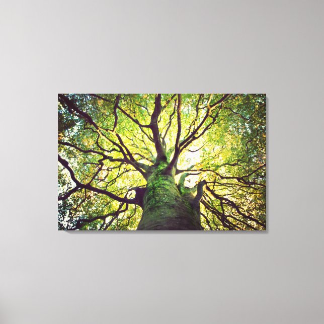 Tree Hugging Canvas Print (Front)