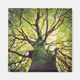 Tree Hugging Magnet