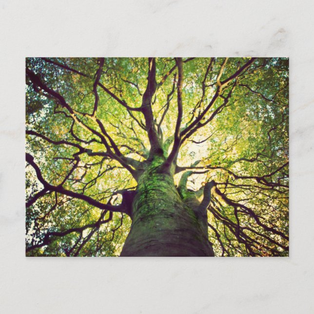 Tree Hugging Postcard (Front)