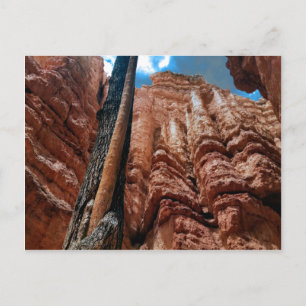 Tree-in-a -tree Navajo Loop at Bryce Canyon Postcard