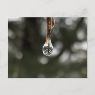 Tree in a Water Droplet Postcard