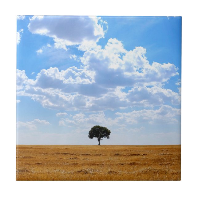 Tree in an harvested wheat field  tile (Front)