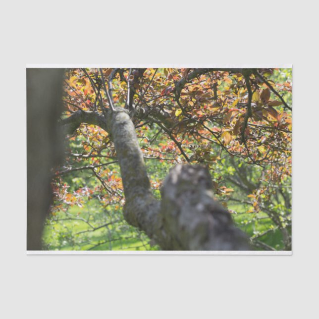 Tree in Autumn Photography Tissue Paper (Front)