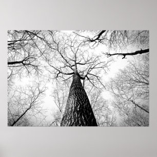 Tree in black and white poster