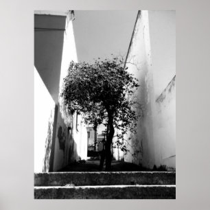 "Tree In Cape Town" JTG Art Poster