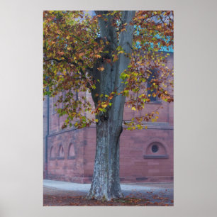 Tree in Cathedral Park   Germany Poster