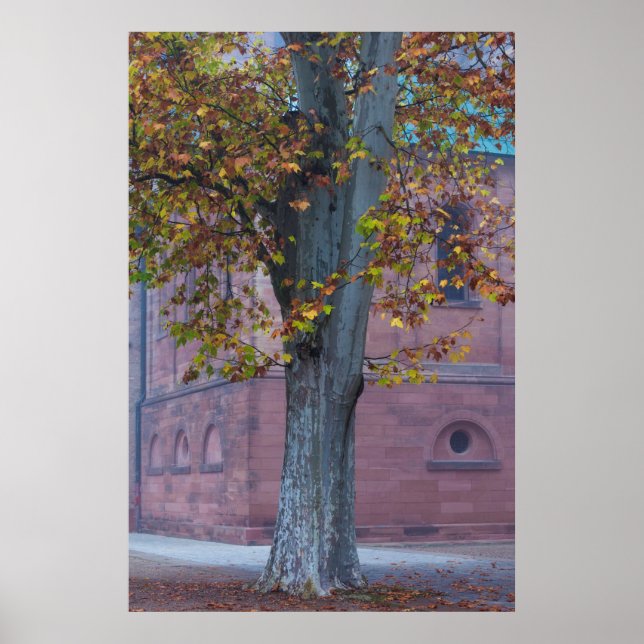Tree in Cathedral Park | Germany Poster (Front)