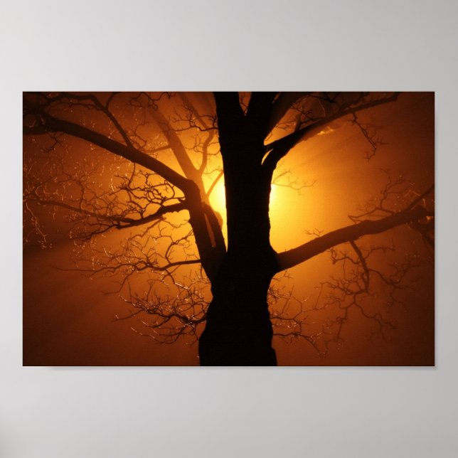 Tree In Fog At Night Poster (Front)
