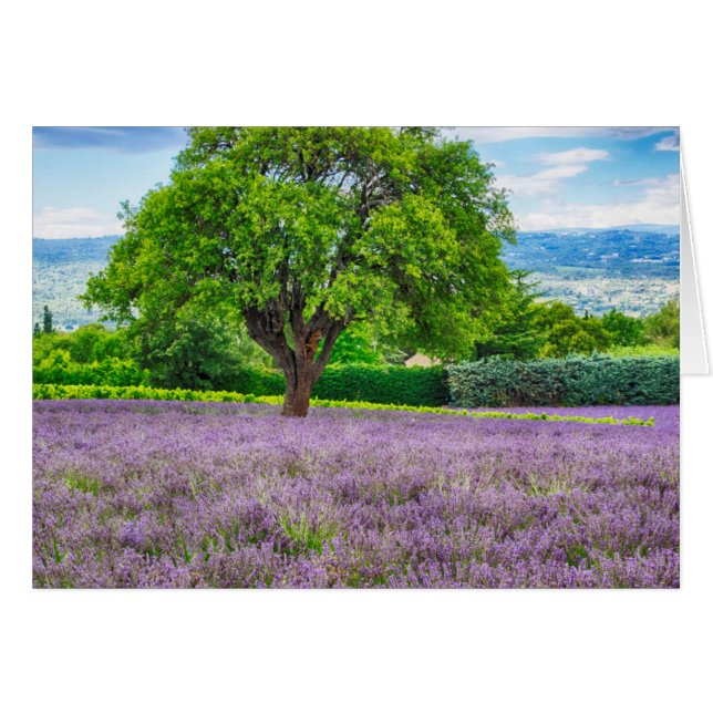 Tree in Lavender Field, France (Front Horizontal)