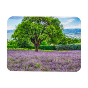 Tree in Lavender Field, France Magnet