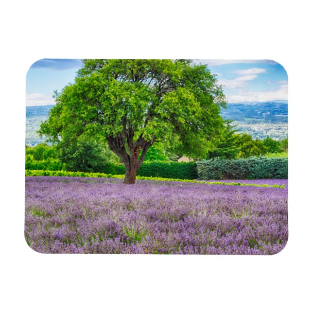 Tree in Lavender Field, France Magnet (Horizontal)