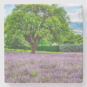 Tree in Lavender Field, France Stone Coaster