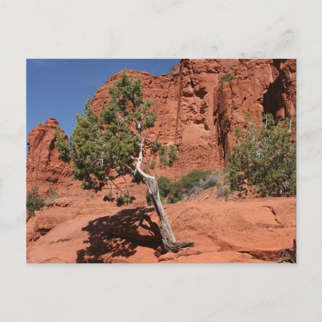 Tree in Sedona, Arizona Postcard (Front)