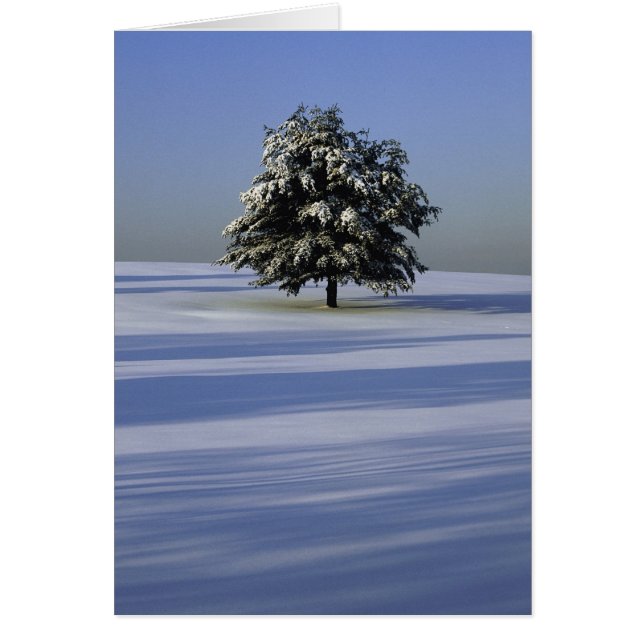 Tree in snow covered landscape (Front)