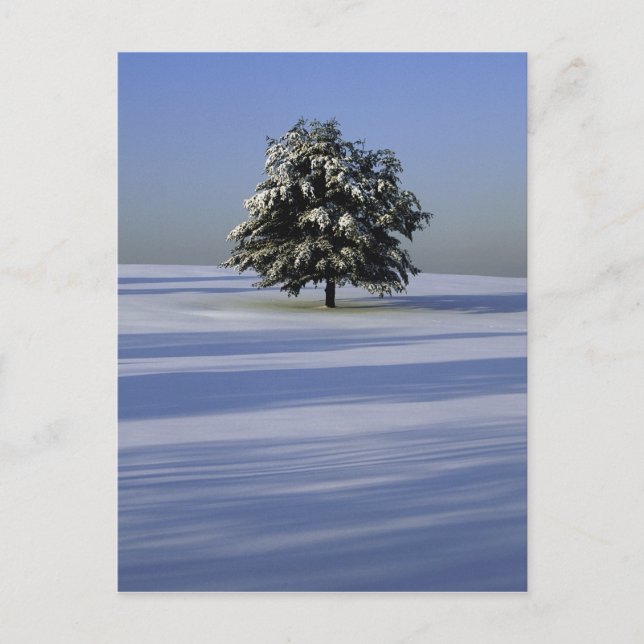 Tree in snow covered landscape postcard (Front)