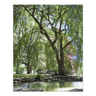 Tree in Spring 20" x 16" Photo Print
