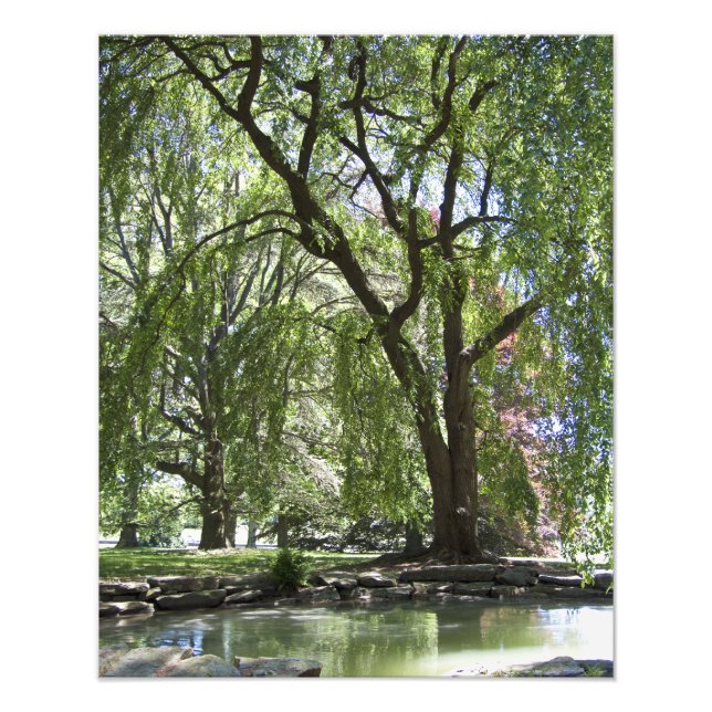 Tree in Spring 20" x 16" Photo Print (Front)