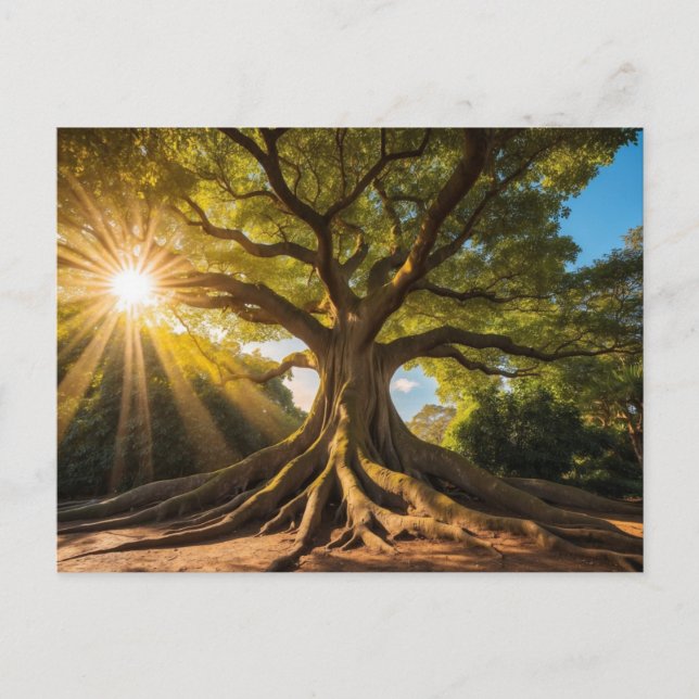 Tree in sunshine postcard (Front)