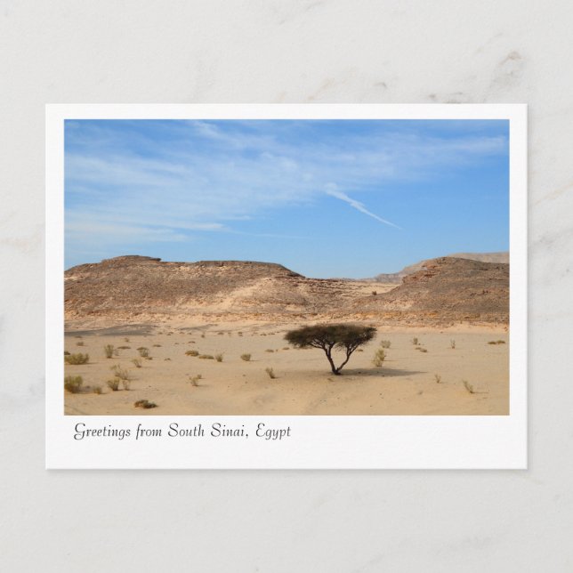 Tree in the desert, South Sinai, Egypt Postcard (Front)