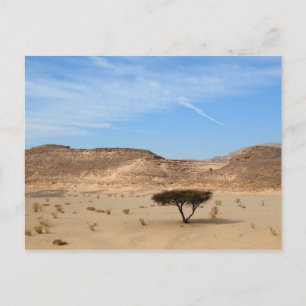 Tree in the desert, South Sinai, Egypt Postcard