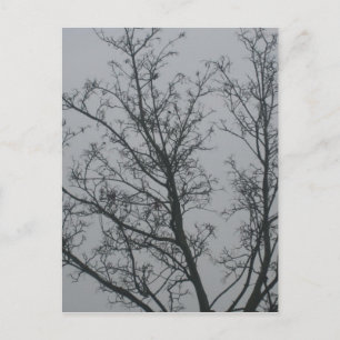 Tree in the fog postcard