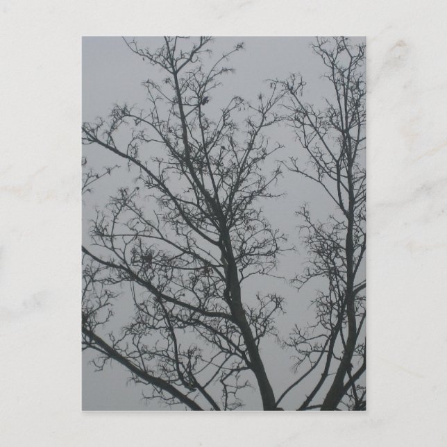 Tree in the fog postcard (Front)