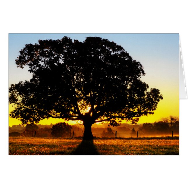 Tree in the Morning (Front Horizontal)