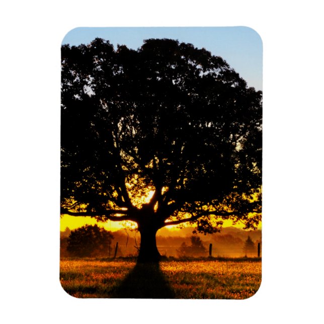 Tree in the Morning Magnet (Vertical)