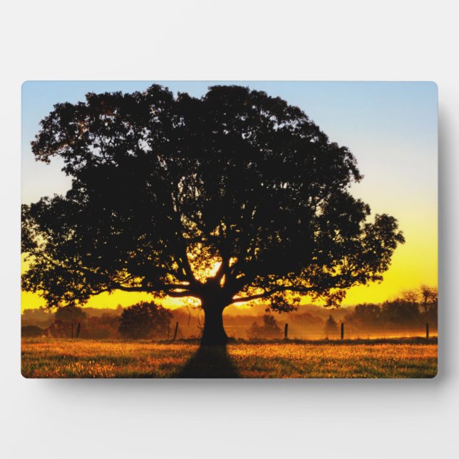 Tree in the Morning Plaque (Front)