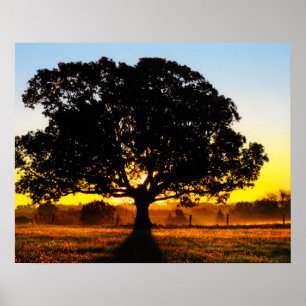 Tree in the Morning Poster