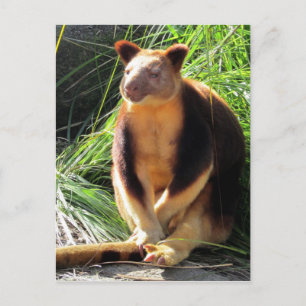 tree kanga postcard